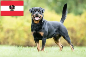 Lees meer over het artikel Rottweiler fokkers en pups in Oostenrijk