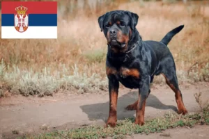 Lees meer over het artikel Rottweiler fokkers en pups in Servië