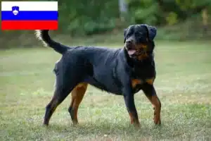 Lees meer over het artikel Rottweiler fokkers en pups in Slovenië