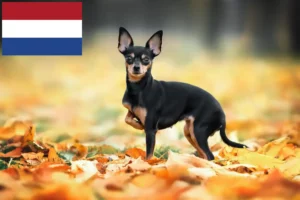 Lees meer over het artikel Russkiy Toy fokkers en pups in Nederland