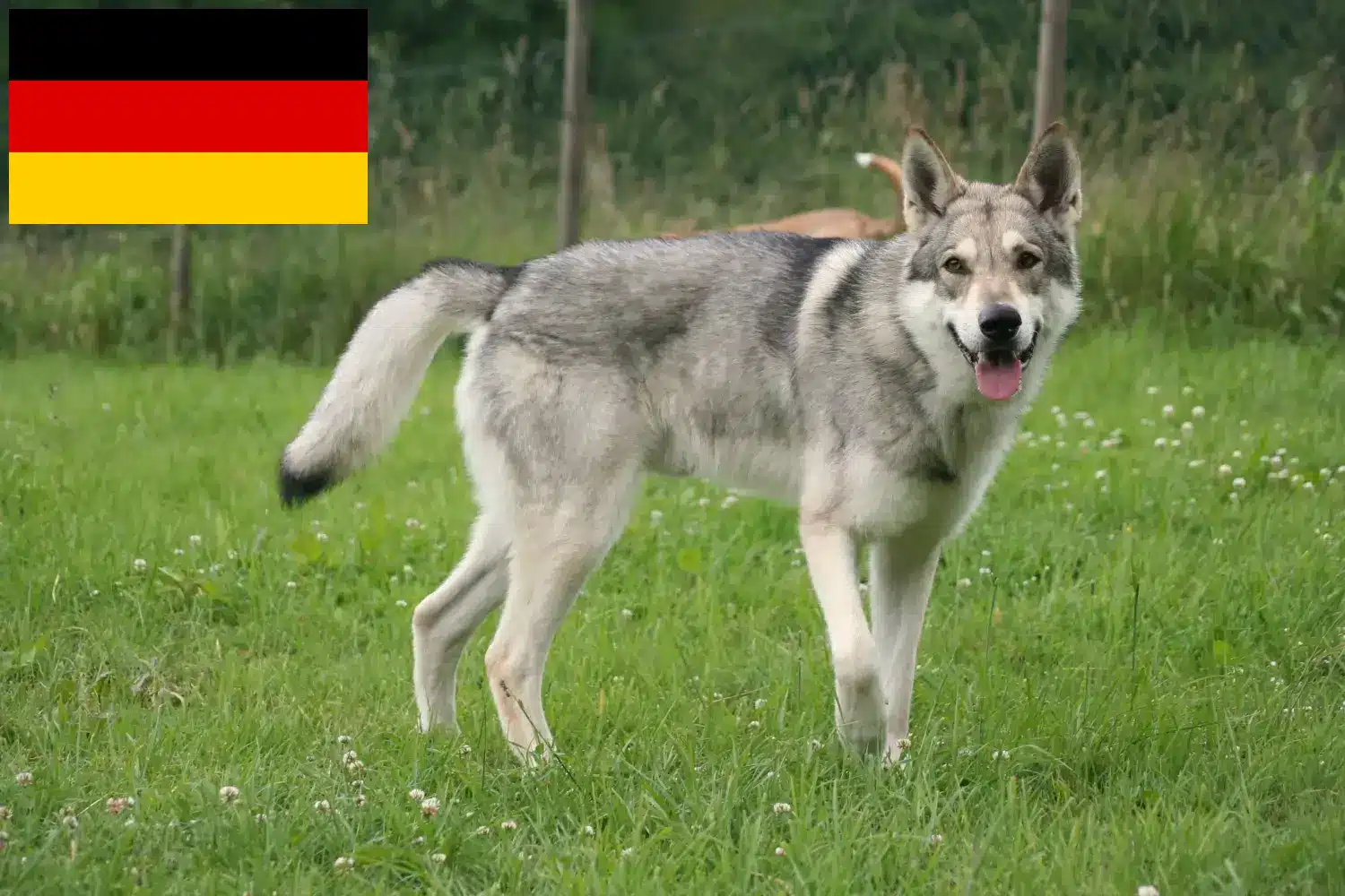 Lees meer over het artikel Saarloos Wolfshond fokkers en pups in Duitsland