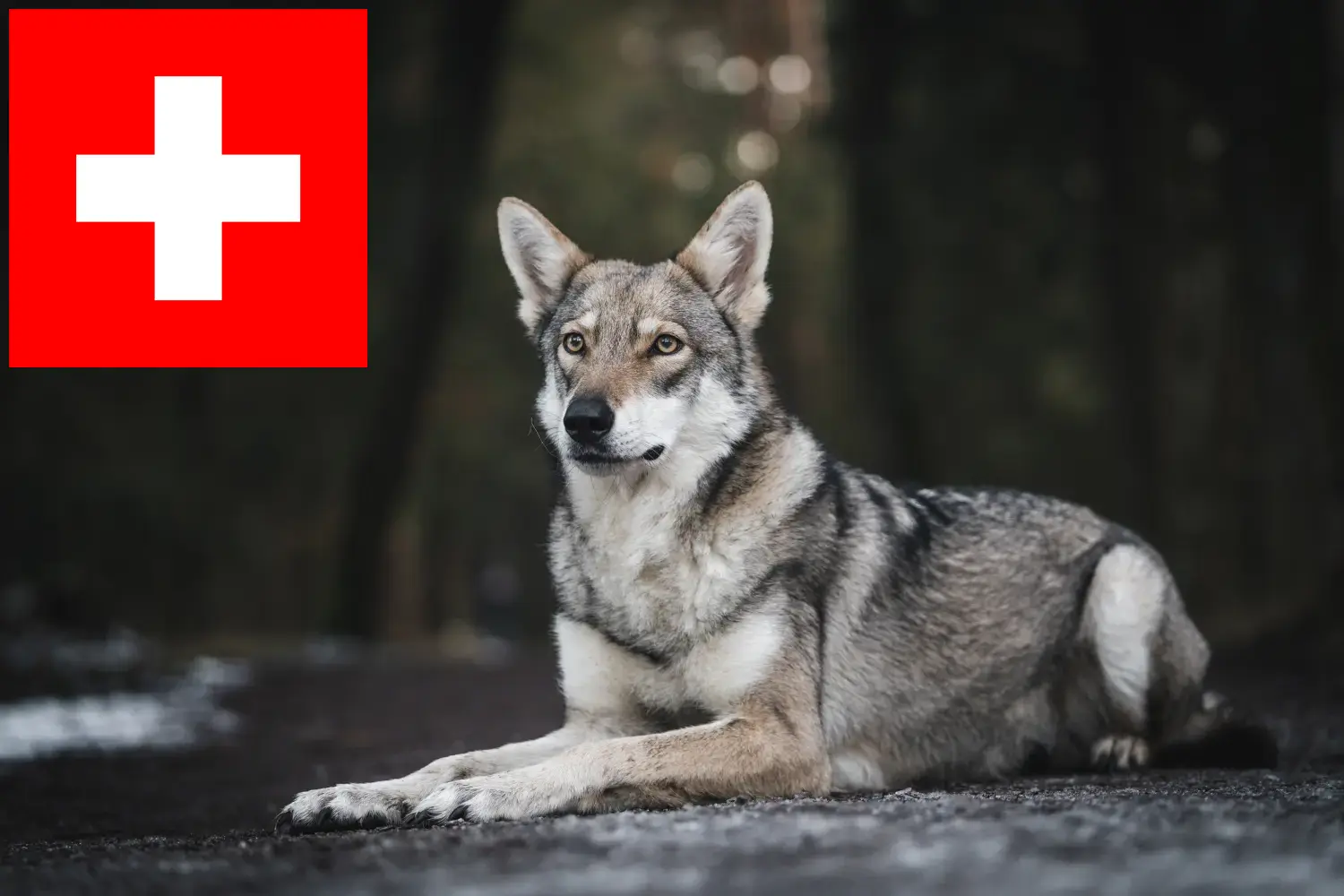 Lees meer over het artikel Saarloos wolfshonden fokkers en pups in Zwitserland