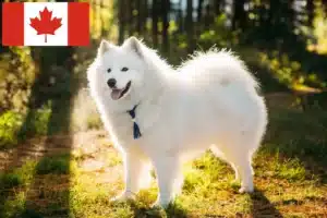 Lees meer over het artikel Samojeden fokkers en puppies in Canada