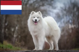 Lees meer over het artikel Samojeed fokkers en pups in Nederland