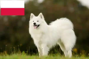 Lees meer over het artikel Samojeed fokkers en pups in Polen