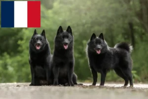 Lees meer over het artikel Schipperke fokkers en pups in Frankrijk