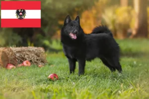 Lees meer over het artikel Schipperke fokkers en pups in Oostenrijk