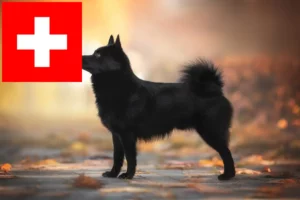 Lees meer over het artikel Schipperke fokkers en pups in Zwitserland