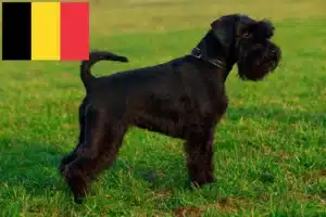 Lees meer over het artikel Schnauzer fokkers en pups in België