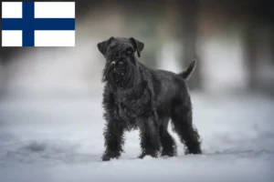 Lees meer over het artikel Schnauzer fokkers en pups in Finland