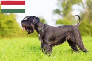 Lees meer over het artikel Schnauzer fokkers en pups in Hongarije