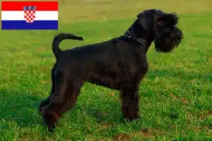 Lees meer over het artikel Schnauzer fokkers en pups in Kroatië