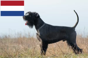 Lees meer over het artikel Schnauzer fokkers en pups in Nederland