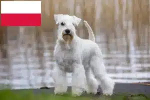 Lees meer over het artikel Schnauzer fokkers en pups in Polen