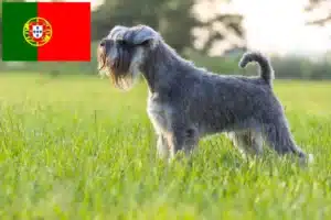 Lees meer over het artikel Schnauzer fokkers en pups in Portugal