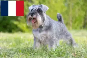 Lees meer over het artikel Schnauzer fokkers en pups op Réunion