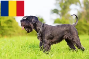 Lees meer over het artikel Schnauzer fokkers en pups in Roemenië