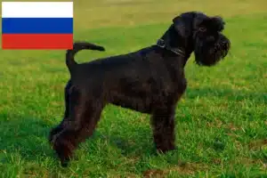 Lees meer over het artikel Schnauzer fokkers en puppies in Rusland