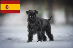 Lees meer over het artikel Schnauzer fokkers en pups in Spanje