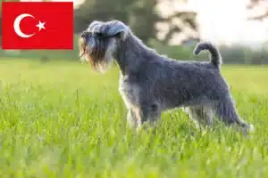 Lees meer over het artikel Schnauzer fokkers en pups in Turkije