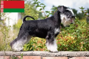 Lees meer over het artikel Schnauzer fokkers en puppies in Wit-Rusland