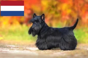 Lees meer over het artikel Schotse Terrier fokkers en pups in Nederland