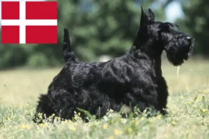 Lees meer over het artikel Schotse Terrier fokkers en pups in Denemarken