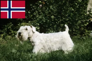 Lees meer over het artikel Sealyham Terrier fokkers en puppies in Noorwegen