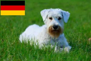 Lees meer over het artikel Sealyham Terrier fokkers en puppies in Duitsland