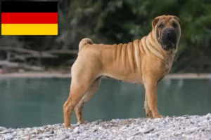 Lees meer over het artikel Shar-Pei fokkers en puppy’s in Duitsland