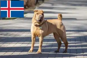 Lees meer over het artikel Shar-Pei fokkers en puppy’s in IJsland