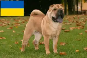 Lees meer over het artikel Shar-Pei fokkers en puppy’s in Oekraïne