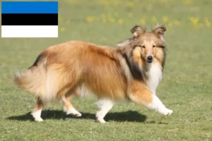 Lees meer over het artikel Sheltie fokkers en puppy’s in Estland