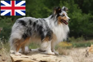 Lees meer over het artikel Sheltie fokkers en puppies in Groot-Brittannië