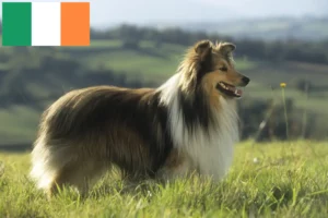 Lees meer over het artikel Sheltie fokkers en puppies in Ierland