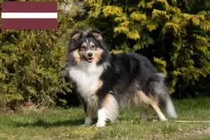 Lees meer over het artikel Sheltie fokkers en puppy’s in Letland