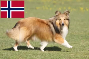 Lees meer over het artikel Sheltie fokkers en puppy’s in Noorwegen