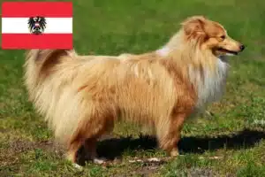 Lees meer over het artikel Sheltie fokkers en puppy’s in Oostenrijk