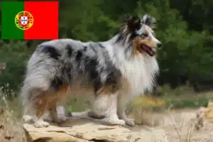 Lees meer over het artikel Sheltie fokkers en puppies in Portugal