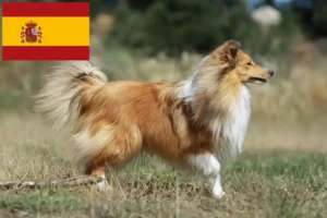 Lees meer over het artikel Sheltie fokkers en puppies in Spanje