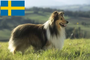 Lees meer over het artikel Sheltie fokkers en puppy’s in Zweden