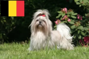 Lees meer over het artikel Shih Tzu fokkers en pups in België