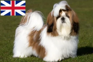 Lees meer over het artikel Shih Tzu fokkers en puppy’s in Groot-Brittannië