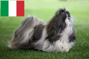 Lees meer over het artikel Shih Tzu fokkers en pups in Italië