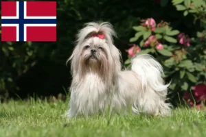 Lees meer over het artikel Shih Tzu fokkers en pups in Noorwegen