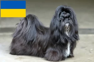 Lees meer over het artikel Shih Tzu fokkers en puppy’s in Oekraïne