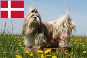 Lees meer over het artikel Shih Tzu fokkers en pups in Denemarken