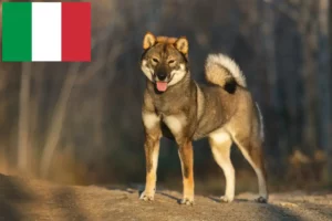 Lees meer over het artikel Shikoku fokkers en puppies in Italië