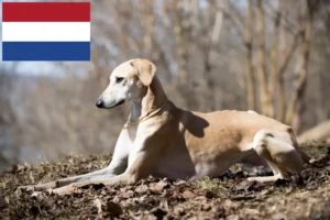 Lees meer over het artikel Sloughi fokkers en pups in Nederland