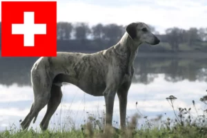 Lees meer over het artikel Sloughi fokkers en pups in Zwitserland
